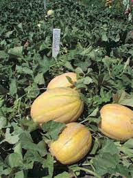 Sweet Melon Seeds for Easy Planting