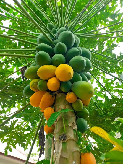 Papaya Melon Fruit Tree (Carica Papaya) Seeds