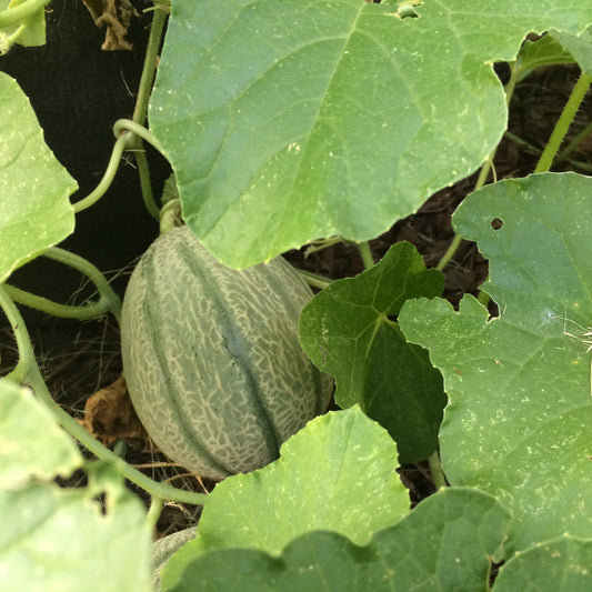 Toskanische Cantaloupe-Fruchtsamen
