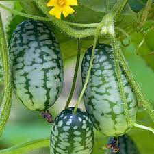 Cucamelon (Melothria scabra) Mouse Melon Mexican Gherkin Mini Watermelon Cucumber Fruit Vine Seeds