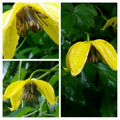 Clematis Tangutica 'Radar Love' Flower Seeds