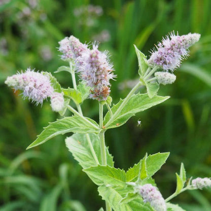 Peppermint Mint (Mentha piperita)