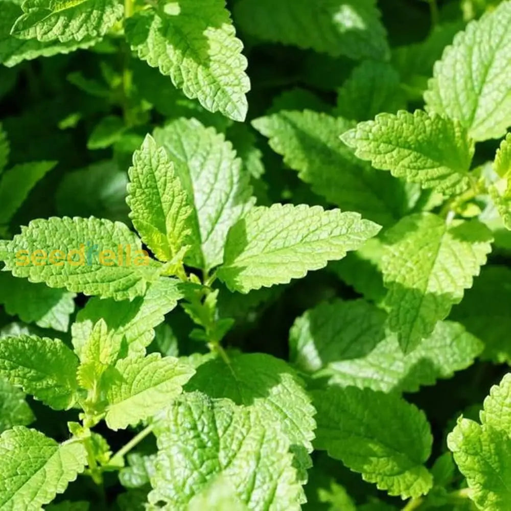Mentha Piperita Seeds For Vegetable Planting heirloom non-gmo organic garden seeds