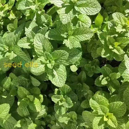 Mentha Piperita Seeds for Vegetable Planting