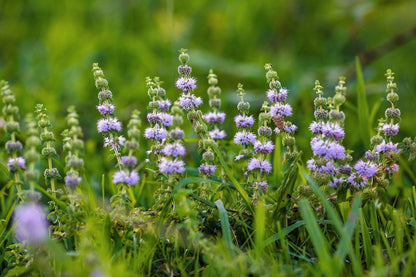 Pennyroyal Mint (Mentha pulegium) - 200 Herb Purple Flower Seeds