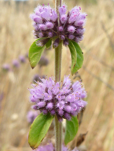 Pennyroyal Flower seeds for Planting Sun Loving Heirloom & GMO Free Seeds for Home Garden