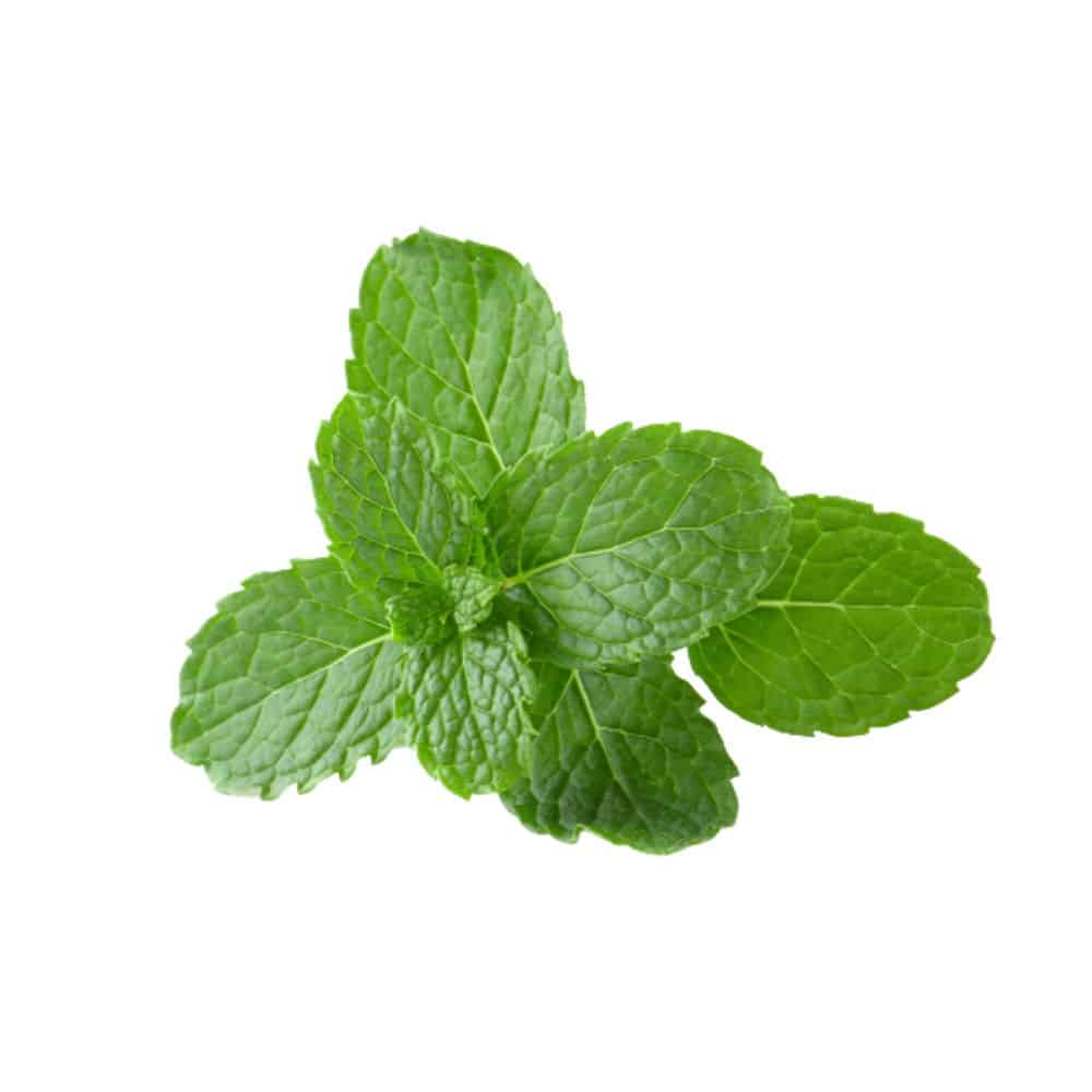 Refreshing Green Mint Seeds for Easy Planting