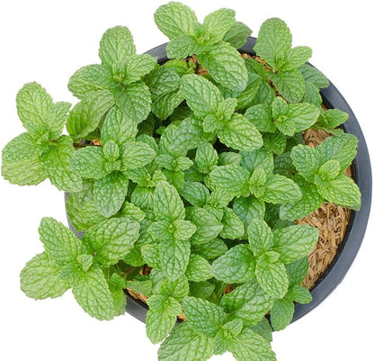 Mojito Mint Mentha x villosa Seeds for Planting in Herb Gardens