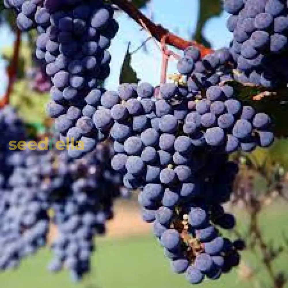 Merlot Grape Seeds For Planting Grow Your Own Wine Grapes heirloom non-gmo organic garden seeds