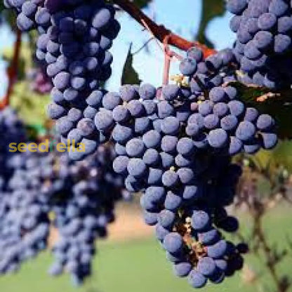 Merlot Grape Seeds For Planting Grow Your Own Wine Grapes heirloom non-gmo organic garden seeds
