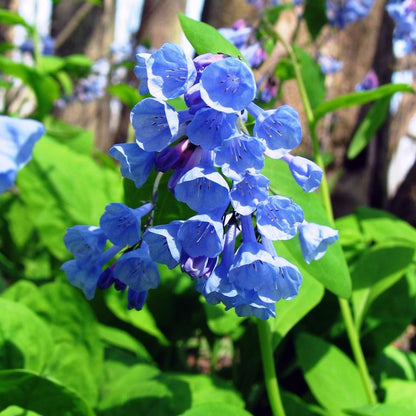Mertensia Virginica Flower Seeds