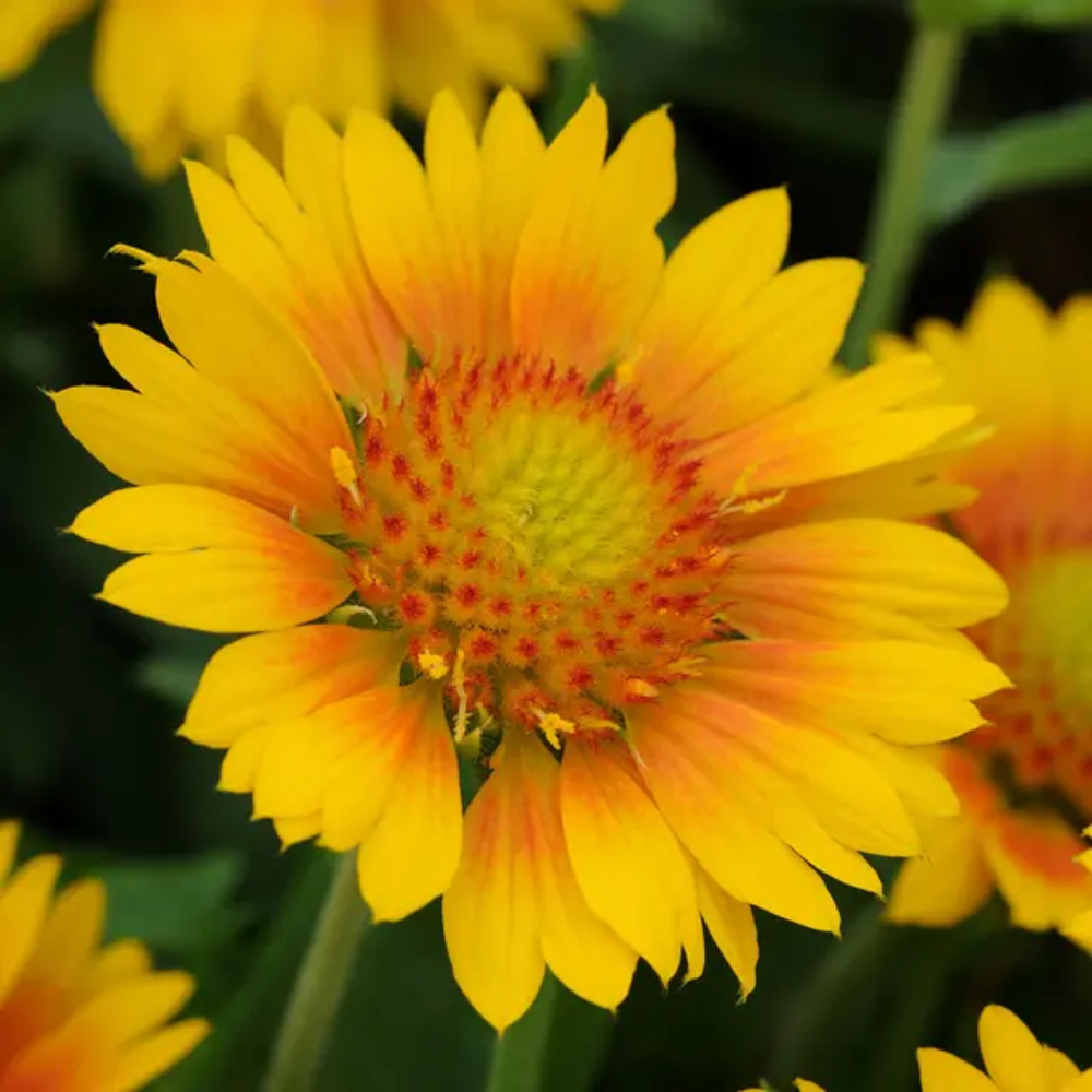 Yellow Blanket Flower Seeds