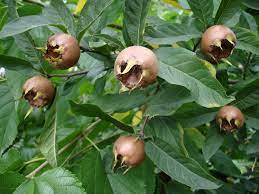 Braune Mispel (Mespilus germanica) Samen zum Pflanzen