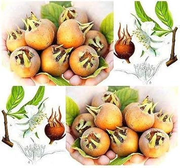 Brown Mespilus Germanica Seeds For Planting heirloom non-gmo organic garden seeds