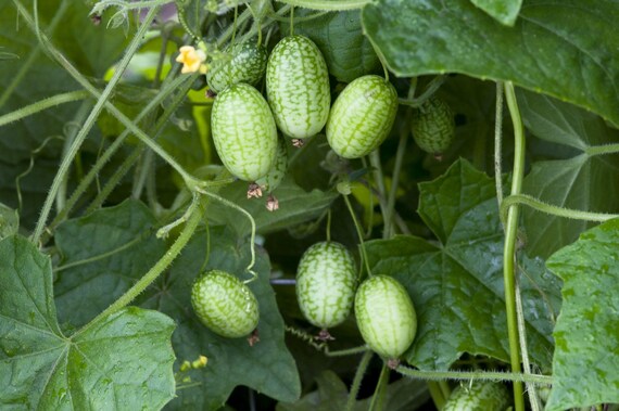 Cucamelon (Melothria scabra) Mouse Melon Mexican Gherkin Mini Watermelon Cucumber Fruit Vine Seeds