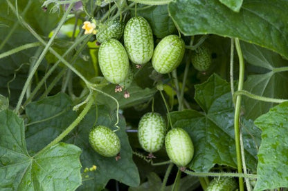 Cucamelon (Melothria scabra) Mouse Melon Mexican Gherkin Mini Watermelon Cucumber Fruit Vine Seeds
