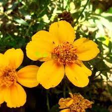 Mexican Mint Marigold (Tagetes lucida) Spanish Tarragon Flower Herb Seeds