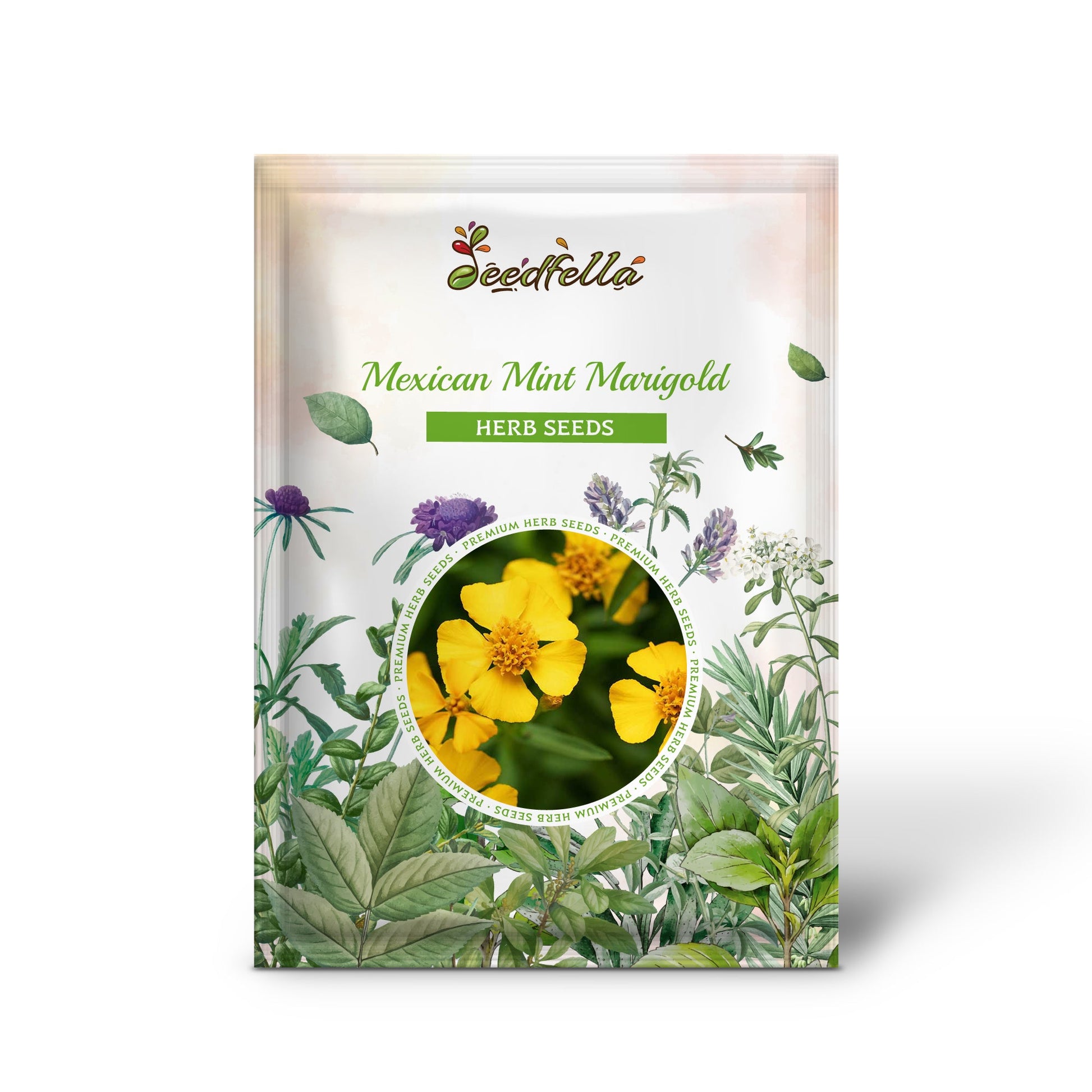 mexican marigolds seeds Mexican Mint Marigold Tagetes Lucida Spanish Tarragon Flower Herb Seeds Organic Garden Seeds – Pure Asia Seeds