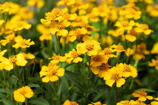 Mexican Mint Marigold Tagetes Lucida Spanish Tarragon Flower Herb Seeds heirloom non-gmo organic garden seeds