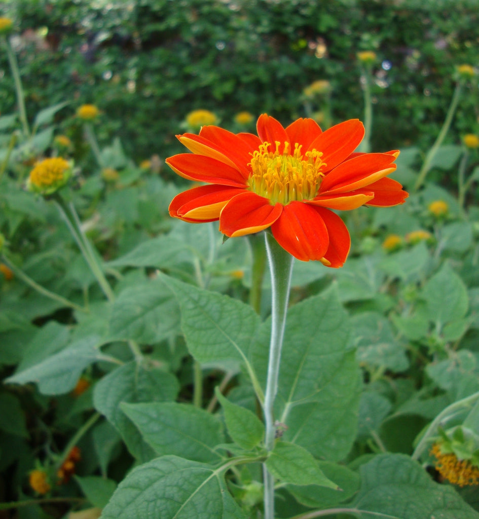 Mexican Sunflower Seeds