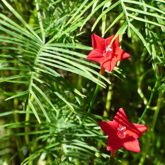 Cypress Vine Flower Seeds