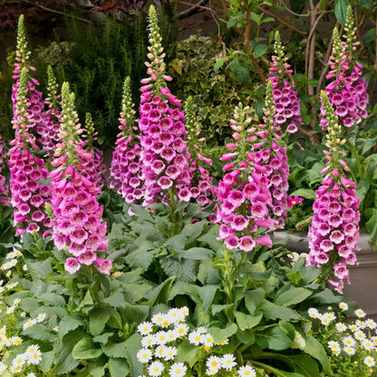 Pink Foxglove Flower Seeds