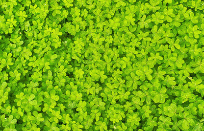 Microclover Dwarf Miniature Trifolium Repens White Flower Clover Lawn Seeds heirloom non-gmo organic garden seeds