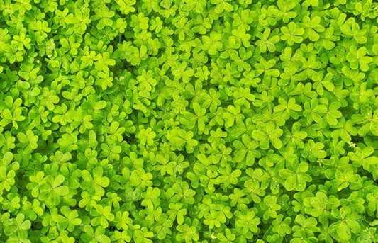 Microclover Dwarf Miniature Trifolium Repens White Flower Clover Lawn Seeds heirloom non-gmo organic garden seeds