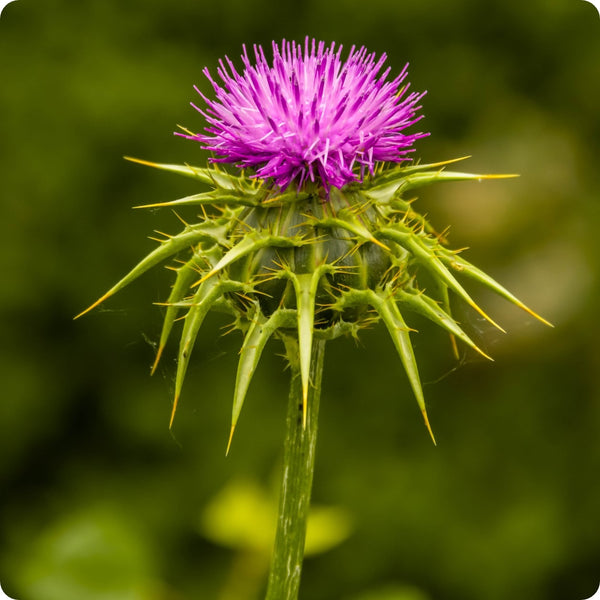 Milk Thistle Silybum Marianum Seeds heirloom non-gmo organic garden seeds