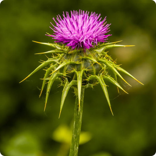 Milk Thistle Silybum Marianum Seeds heirloom non-gmo organic garden seeds