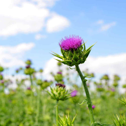 Milk Thistle Flower Seeds