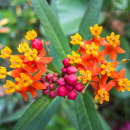 Tropical Milkweed Flower Seeds