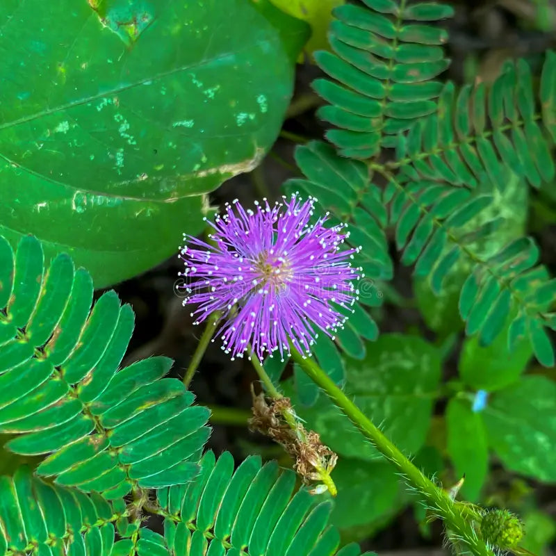 Purple Mimosa Pudica Flower seeds for Planting Cut Flower Favorite Heirloom & GMO Free Seeds for Home Garden 
 
 Sale