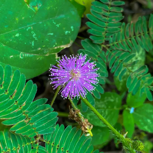Purple Mimosa Pudica Flower seeds for Planting Cut Flower Favorite Heirloom & GMO Free Seeds for Home Garden 
 
 Sale