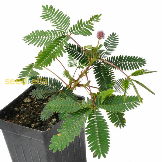 Planting Seeds: Green Mimosa Pudica heirloom non-gmo organic garden seeds