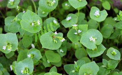 Miner’S Lettuce Winter Purslane Spinach Claytonia Perfoliata Vegetable Seeds heirloom non-gmo organic garden seeds
