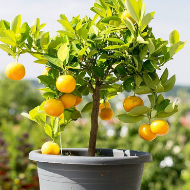 Dwarf Fruit Tree Seeds – Mini Indoor/Outdoor Organic Plant