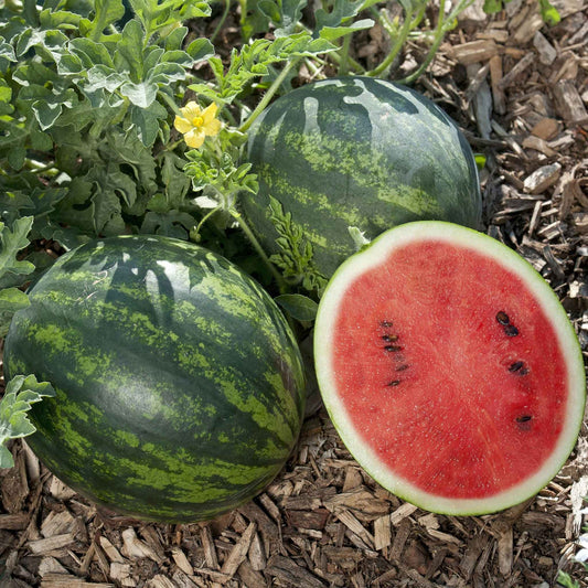 Watermelon Seeds Mini Love heirloom non-gmo organic garden seeds