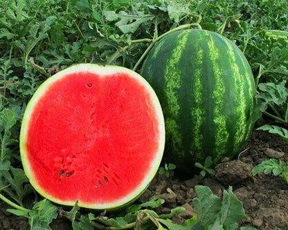 Watermelon Seeds - Mini Love