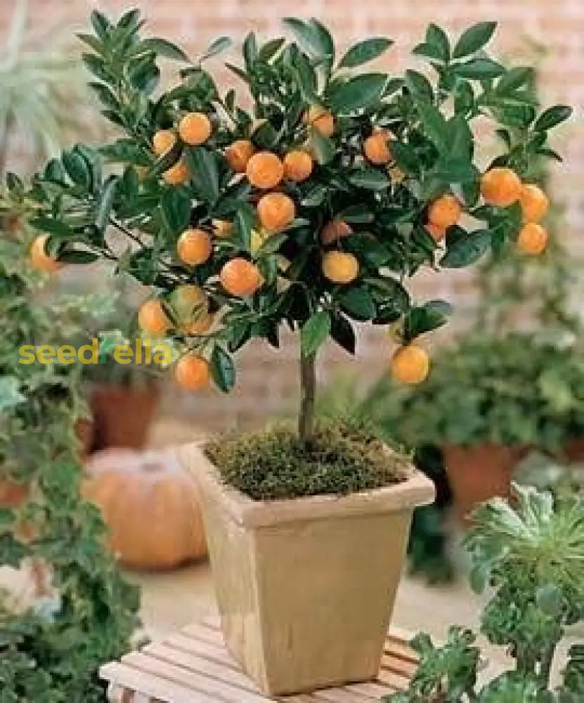 Miniature Orange Tree Seeds For Planting Grow Your Own Indoor Citrus heirloom non-gmo organic garden seeds