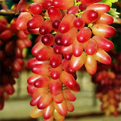 Miniature Pink Grape Cream Seeds For Planting heirloom non-gmo organic garden seeds