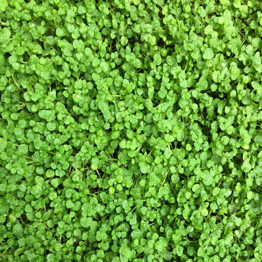 Corsican Mint Herb Seeds