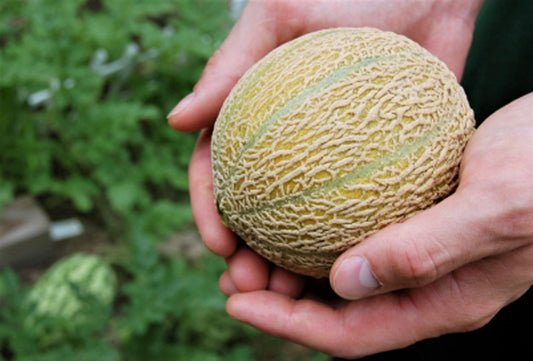 Minnesota Midget Cantaloupe Melon Cucumis Melo Reticulatus Fruit Seeds heirloom non-gmo organic garden seeds
