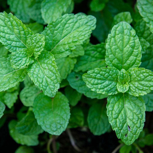 Mint Vegetable Seeds