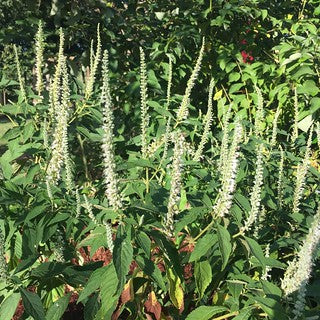 Mint Bush (Elsholtzia Stauntonii Alba) White Chinese Mint Fragrant Shrub Seeds