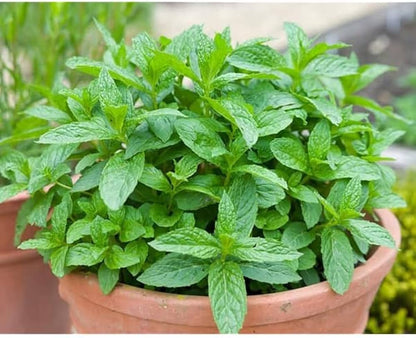 Mint Plant Seeds For Planting Fresh Green Mentha Variety heirloom non-gmo organic garden seeds