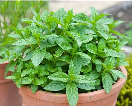 Mint Plant Seeds For Planting Fresh Green Mentha Variety heirloom non-gmo organic garden seeds
