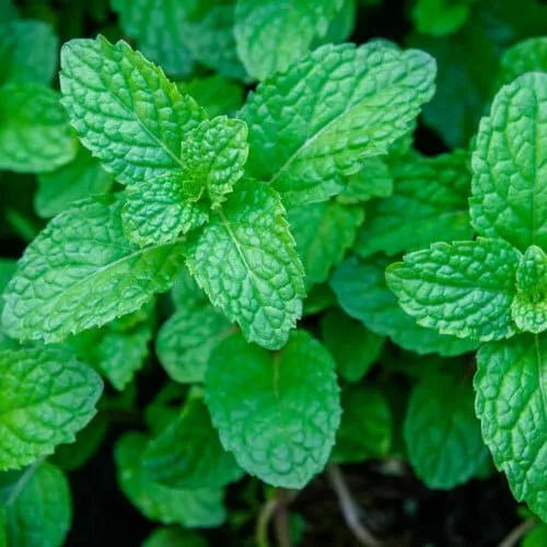 Mint Mentha Seeds heirloom non-gmo organic garden seeds