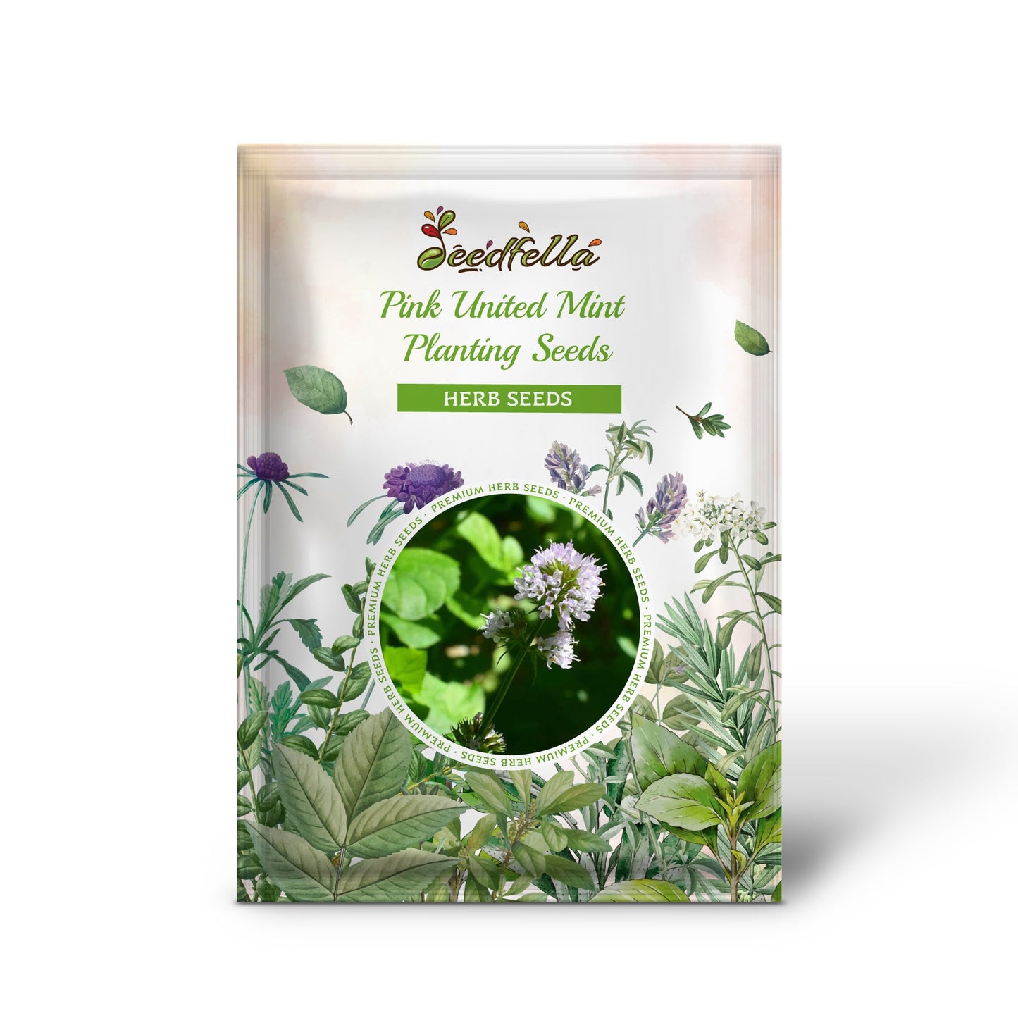 Pink United Mint Planting Seeds for Vibrant Gardens