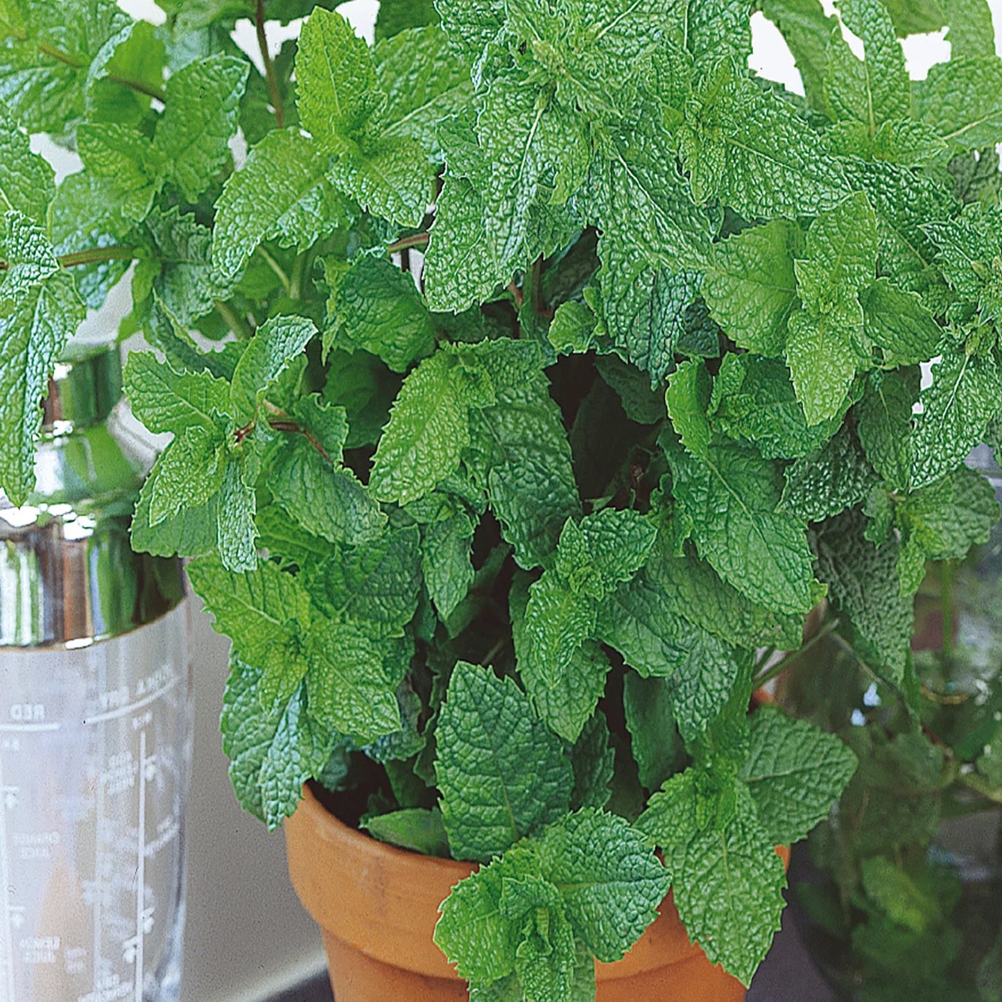 Mint Vegetable Seeds